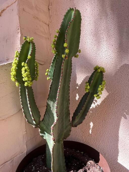 Casa Cactus Paraiso Parque Holandes 외부 사진